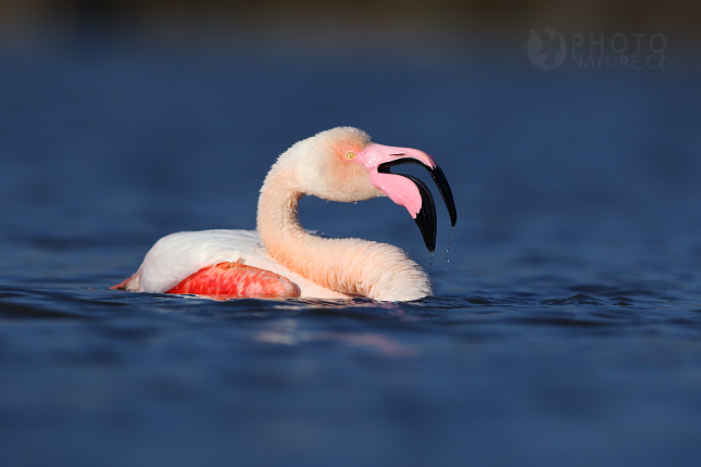 Plameňák růžový (Phoenicopterus ruber)