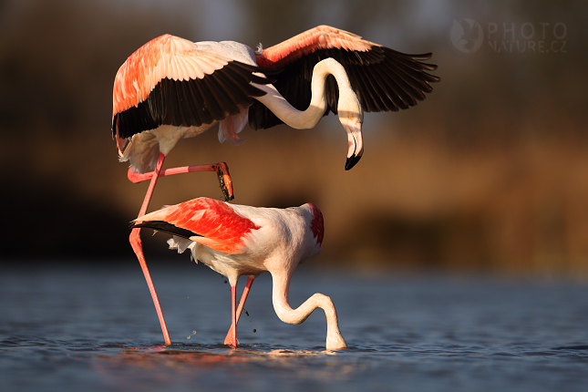 Plameňák růžový (Phoenicopterus ruber)