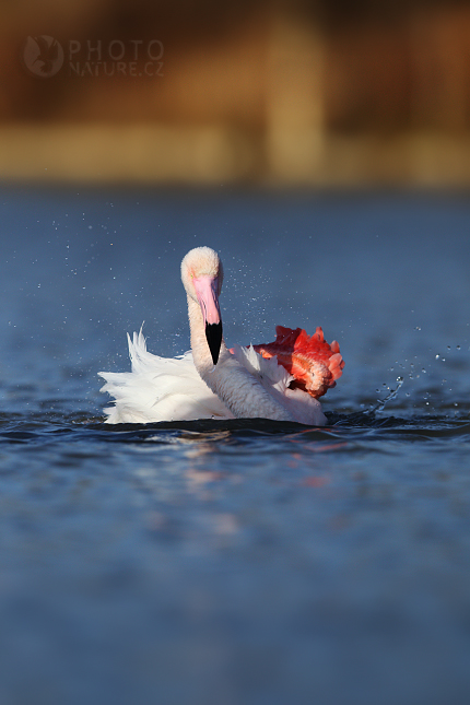 Plameňák růžový (Phoenicopterus ruber)