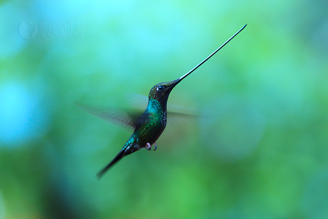 Kolibřík mečozobec (Ensifera ensifera)