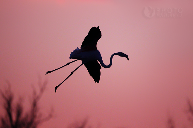 Plameňák růžový (Phoenicopterus ruber)