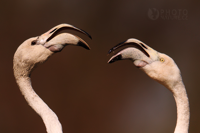 Plameňák růžový (Phoenicopterus ruber)