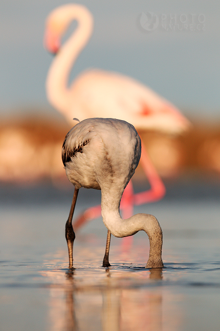 Plameňák růžový (Phoenicopterus ruber)