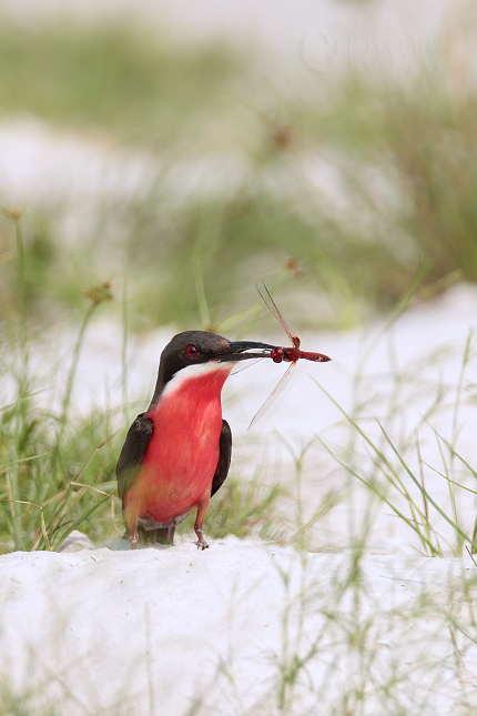 Vlha rudobřichá (Merops malimbicus)