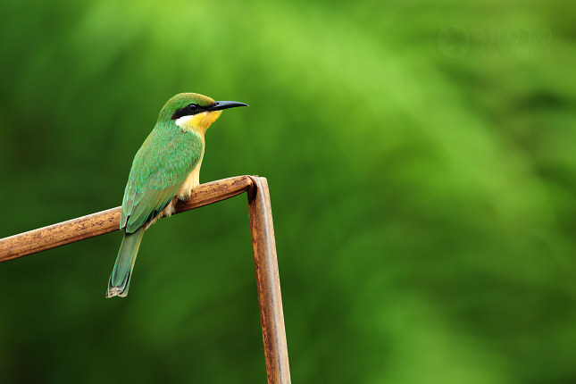 Vlha modroprsá (Merops variegatus) 