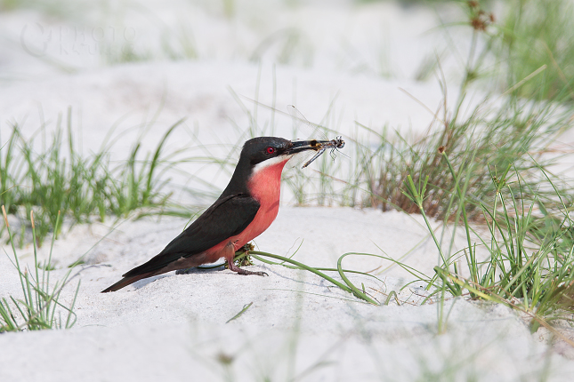 Vlha rudobřichá (Merops malimbicus)