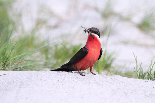 Vlha rudobřichá (Merops malimbicus) 