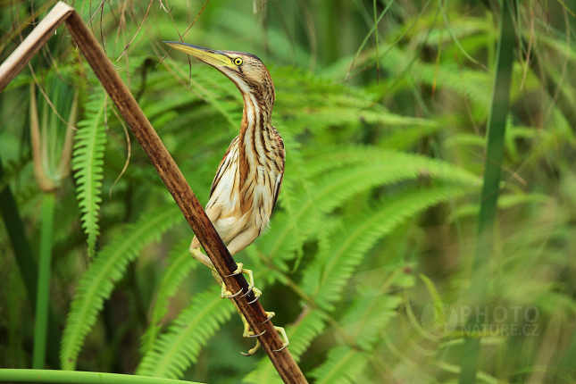 Volavka proměnlivá (Butorides striatus)  