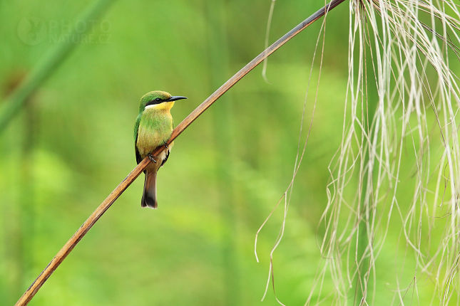 Vlha modroprsá (Merops variegatus) 