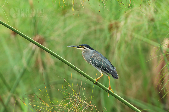 Volavka proměnlivá (Butorides striatus)  