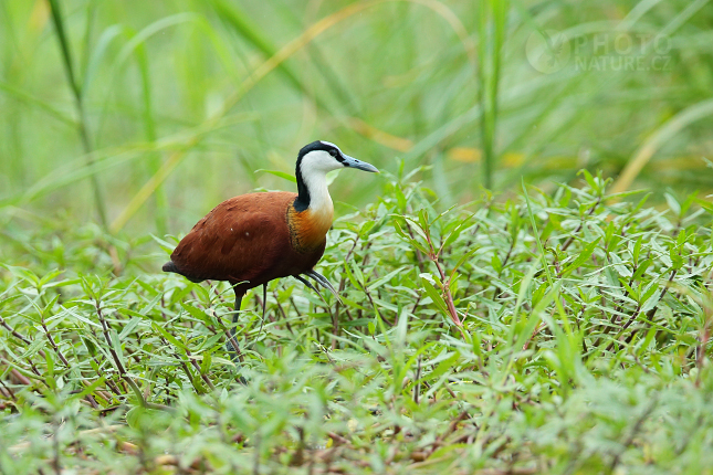 Ostnák africký (Actophilornis africanus)