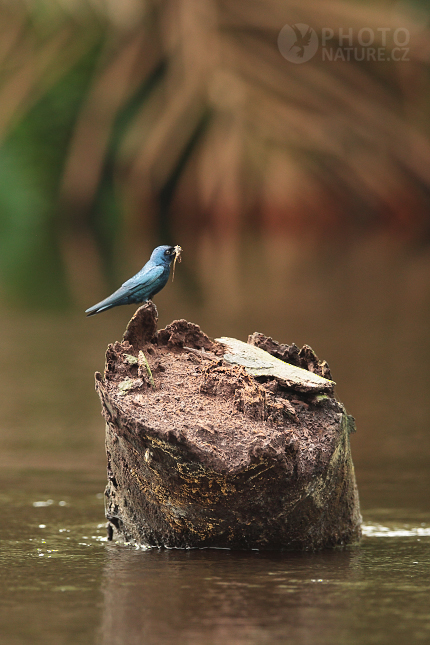 Vlaštovka bělohrdlá (Hirundo nigrita) 