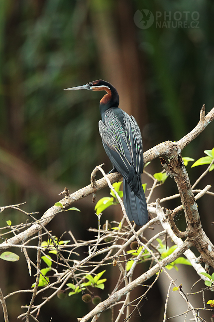 Anhinga africká (Anhinga rufa)