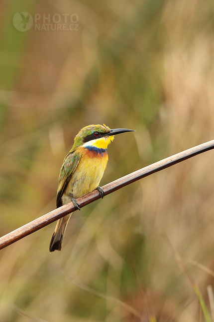 Vlha modroprsá (Merops variegatus) 