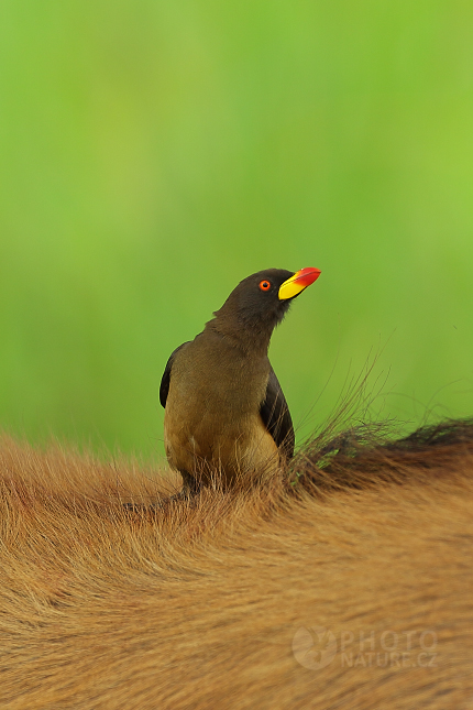 Klubák žlutozobý (Buphagus africanus) 