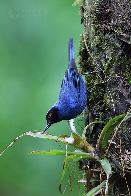 Háčkozobec modrý (Diglossopis cyanea) 