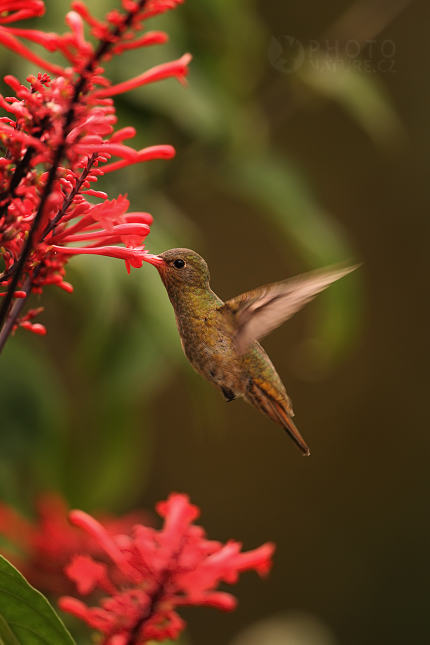 Kolibřík zlatý (Hylocharis chrysura), Pantanal