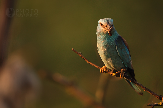 Mandelík hajní (Coracias garrulus), Maďarsko