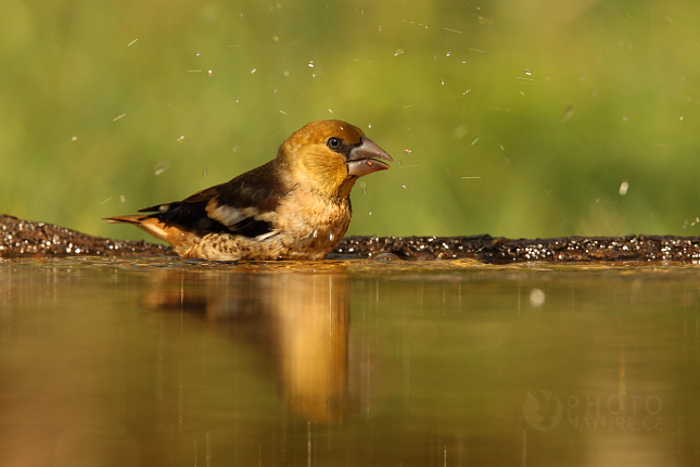 Dlask tlustozobý (Coccothraustes coccothraustes), Maďarsko