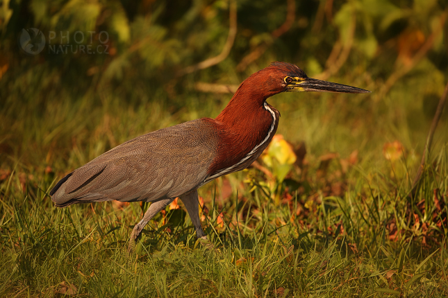 Bukač červenavý (Tigrisoma lineatum), Pantanal