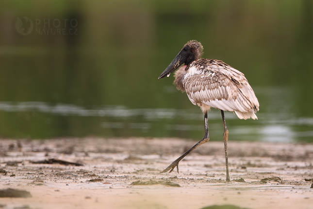 Čáp jabiru (Jabiru mycteria), Pantanal