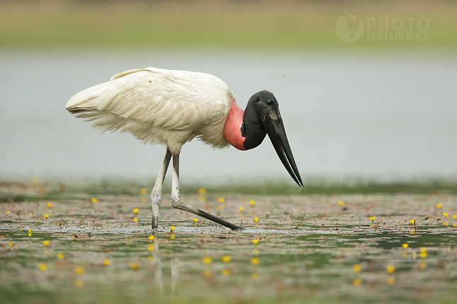 Čáp jabiru (Jabiru mycteria) 