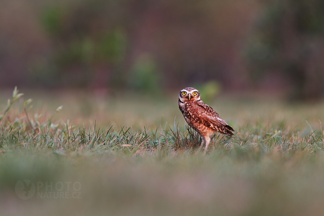 Sýček králičí (Athene cunicularia)