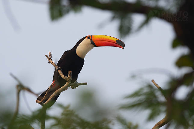 Tukan obrovský (Ramphastos toco)