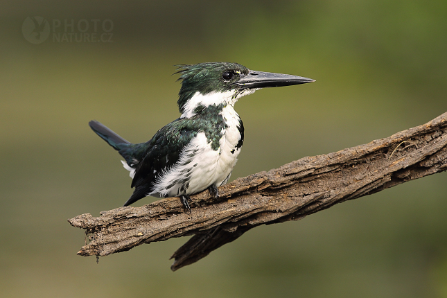 Rybařík amazonský (Chloroceryle amazona)