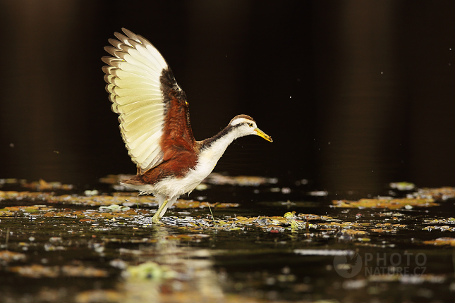 Ostnák jihoamerický (Jacana Jacana)