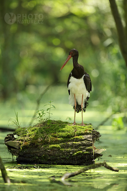 Čáp černý (Ciconia nigra)