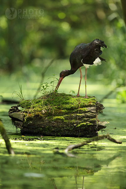 Čáp černý (Ciconia nigra)