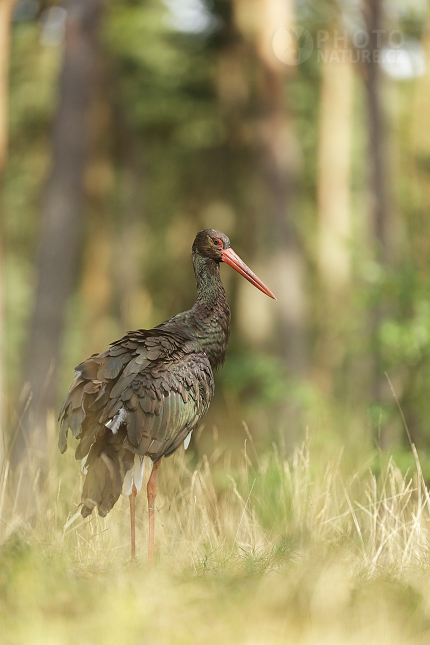 Čáp černý (Ciconia nigra)