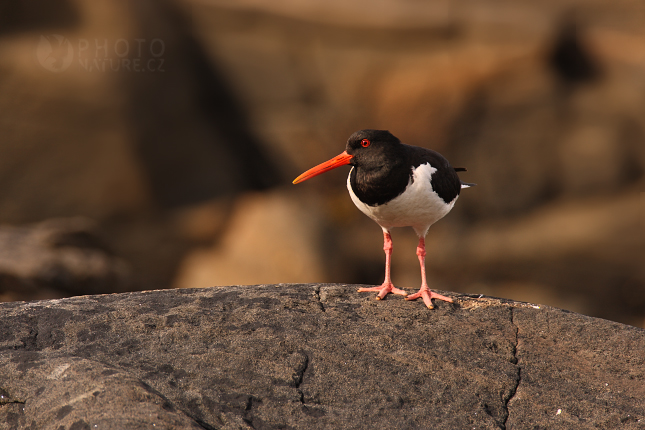 Ústřičník velký (Heamatopus ostralegus), Texel