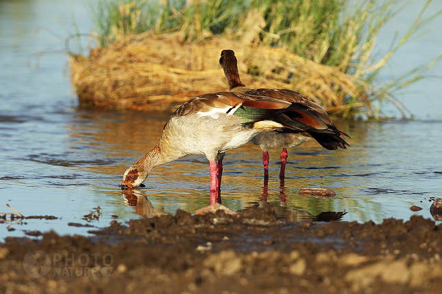 Husice egyptská (Alopochen aegyptiaca )