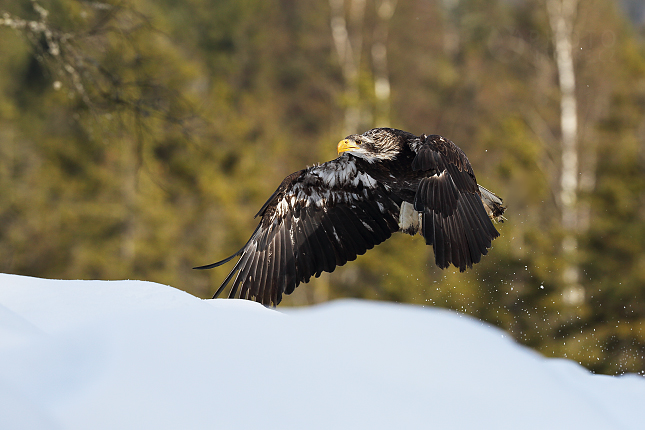 Orel bělohlavý (Haliaeetus leucocephalus)