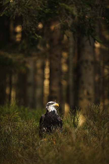 Orel bělohlavý (Haliaeetus leucocephalus)