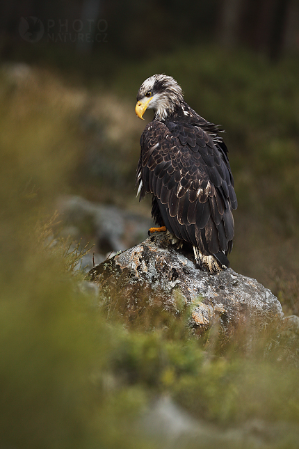 Orel bělohlavý (Haliaeetus leucocephalus)