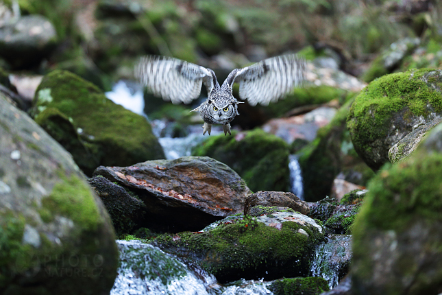 Výr virginský (Bubo virginianus) 