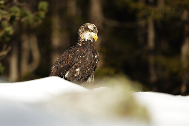 Orel bělohlavý (Haliaeetus leucocephalus)