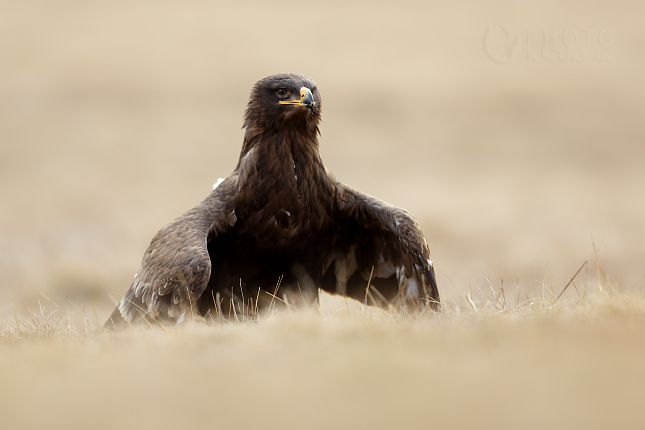 Orel stepní (Aquila nipalensis)