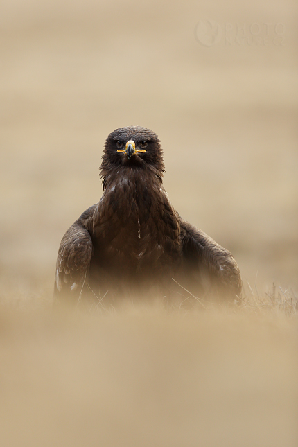 Orel stepní (Aquila nipalensis)