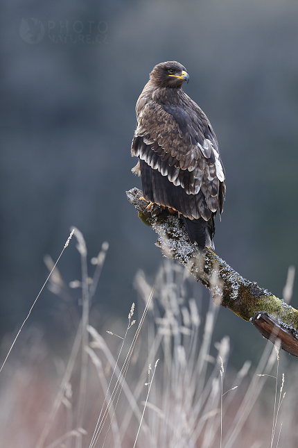 Orel stepní (Aquila nipalensis)