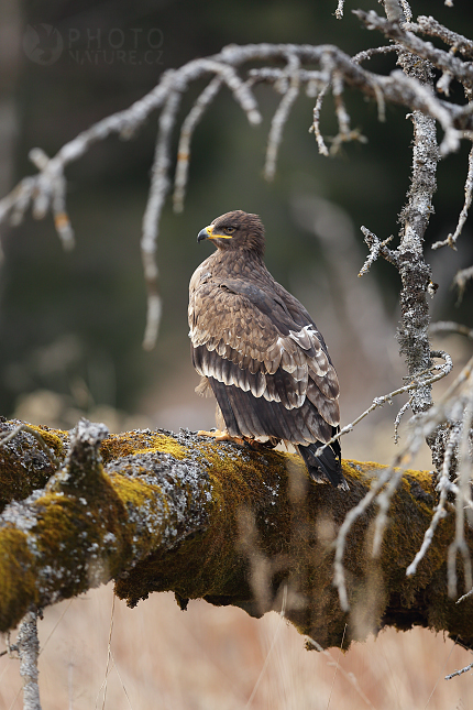 Orel stepní (Aquila nipalensis)