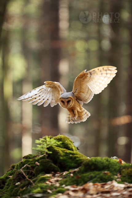 Sova pálená (Tyto alba)