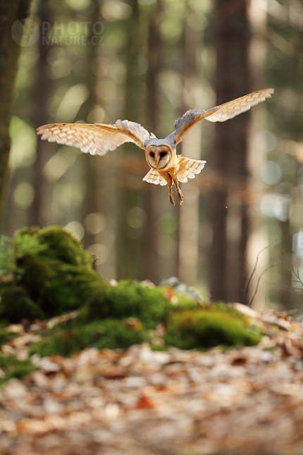 Sova pálená (Tyto alba)