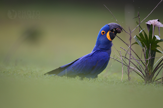 Ara hyacintový (Anodorhynchus hyacinthinus), Pantanal