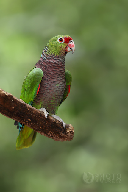 Amazoňan fialovoprsý (Amazona vinacea), Pantanal