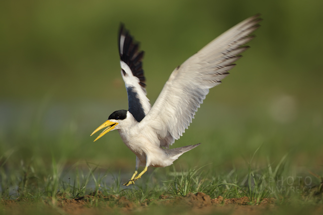 Rybák amazonský (Sterna superciliaris)