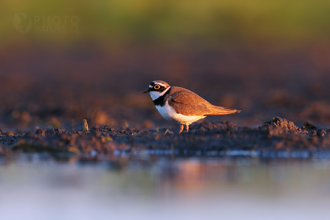 Kulík říční (Charadrius dubius)